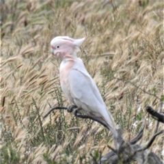 Lophochroa leadbeateri (Pink Cockatoo) at Hattah, VIC - 16 Sep 2022 by HelenCross