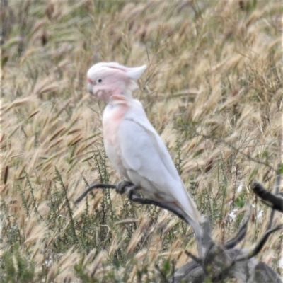 Lophochroa leadbeateri (Pink Cockatoo) at Hattah, VIC - 16 Sep 2022 by HelenCross