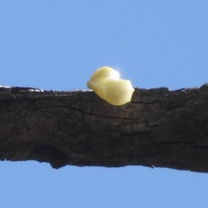 Dicaeum hirundinaceum at Yenda, NSW - 17 Sep 2022