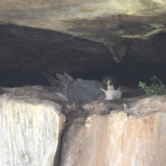 Falco peregrinus (Peregrine Falcon) at Yenda, NSW - 17 Sep 2022 by HelenCross