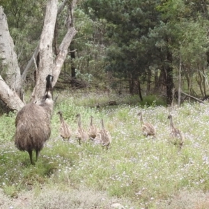 Dromaius novaehollandiae at Myall Park, NSW - 17 Sep 2022