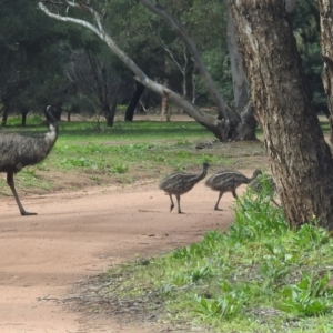 Dromaius novaehollandiae at Myall Park, NSW - 17 Sep 2022