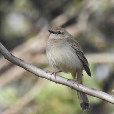 Cincloramphus mathewsi (Rufous Songlark) at Binya, NSW - 17 Sep 2022 by HelenCross