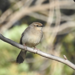 Cincloramphus mathewsi at Binya, NSW - 17 Sep 2022