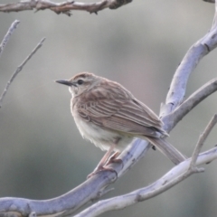 Cincloramphus mathewsi (Rufous Songlark) at Binya, NSW - 17 Sep 2022 by HelenCross