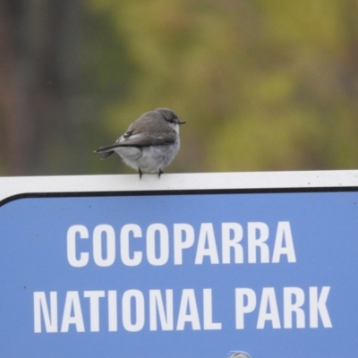 Microeca fascinans (Jacky Winter) at Myall Park, NSW - 17 Sep 2022 by HelenCross