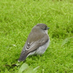 Microeca fascinans at Myall Park, NSW - 17 Sep 2022