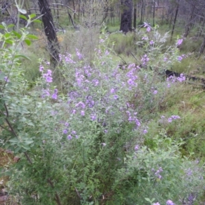 Prostanthera ovalifolia at Myall Park, NSW - 18 Sep 2022