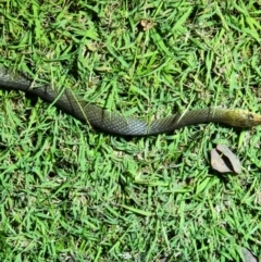 Tropidonophis mairii subsp. mairii (keelback, freshwater snake) at Kununurra, WA - 19 Sep 2022 by AaronClausen