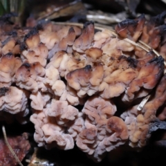 Clavulina vinaceocervina (Dark-tipped Coral) at Acton, ACT - 19 Aug 2022 by TimL