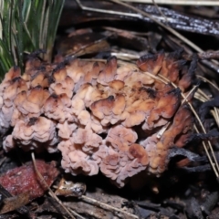 Clavulina vinaceocervina at Acton, ACT - 19 Aug 2022 12:50 PM