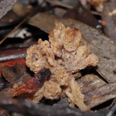 Clavulina vinaceocervina (Dark-tipped Coral) at ANBG - 19 Aug 2022 by TimL