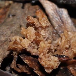 Clavulina vinaceocervina at Acton, ACT - 19 Aug 2022 01:37 PM