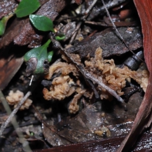 Clavulina vinaceocervina at Acton, ACT - 19 Aug 2022