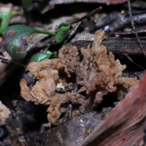 Clavulina vinaceocervina at Acton, ACT - 19 Aug 2022 01:37 PM