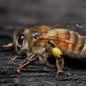 Apis mellifera at Acton, ACT - 19 Aug 2022