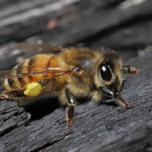 Apis mellifera at Acton, ACT - 19 Aug 2022