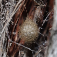 Australomimetus sp. (genus) (Unidentified Pirate spider) at Acton, ACT - 19 Aug 2022 by TimL