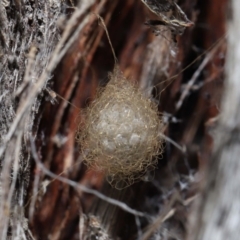 Australomimetus sp. (genus) (Unidentified Pirate spider) at ANBG - 19 Aug 2022 by TimL