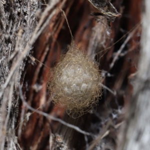 Australomimetus sp. (genus) at Acton, ACT - 19 Aug 2022 01:20 PM