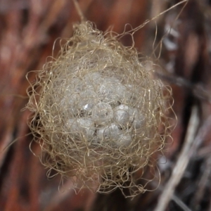 Australomimetus sp. (genus) at Acton, ACT - 19 Aug 2022