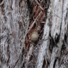 Australomimetus sp. (genus) at Acton, ACT - 19 Aug 2022