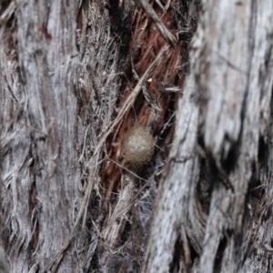 Australomimetus sp. (genus) at Acton, ACT - 19 Aug 2022 01:20 PM