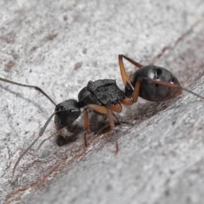 Polyrhachis sp. (genus) (A spiny ant) at ANBG - 19 Aug 2022 by TimL