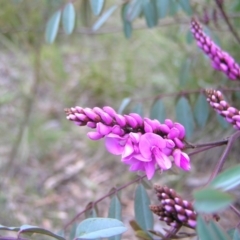 Indigofera australis subsp. australis (Australian Indigo) at Aranda, ACT - 18 Sep 2022 by MatthewFrawley