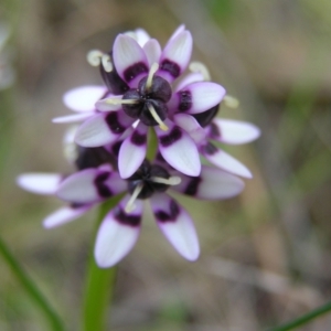 Wurmbea dioica subsp. dioica at Aranda, ACT - 18 Sep 2022