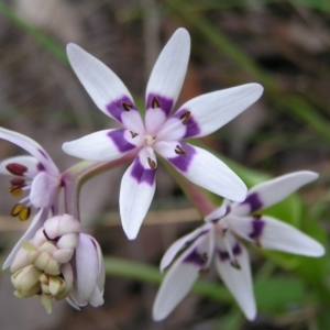 Wurmbea dioica subsp. dioica at Aranda, ACT - 18 Sep 2022