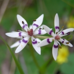 Wurmbea dioica subsp. dioica at Aranda, ACT - 18 Sep 2022