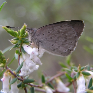 Erina hyacinthina at Aranda, ACT - 18 Sep 2022 01:44 PM