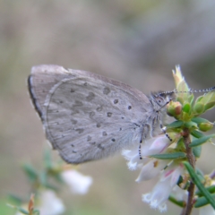 Erina hyacinthina at Aranda, ACT - 18 Sep 2022