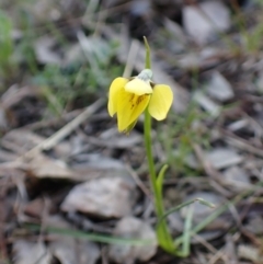 Diuris chryseopsis (Golden Moth) at Cook, ACT - 19 Sep 2022 by CathB