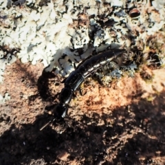 Staphylinidae (family) (Rove beetle) at Cook, ACT - 19 Sep 2022 by CathB