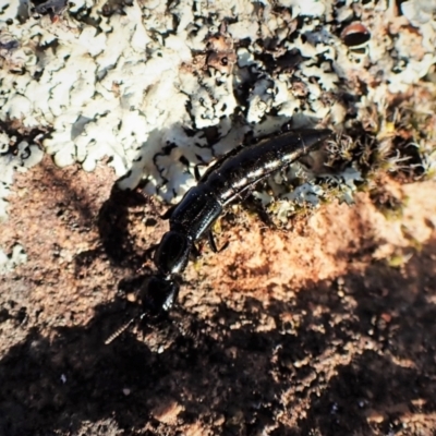 Staphylinidae (family) (Rove beetle) at Mount Painter - 19 Sep 2022 by CathB