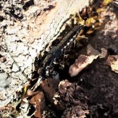 Staphylinidae (family) at Cook, ACT - 19 Sep 2022