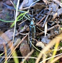 Staphylinidae (family) at Cook, ACT - 19 Sep 2022