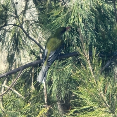 Oriolus sagittatus (Olive-backed Oriole) at Greenway, ACT - 20 Sep 2022 by NathanaelC