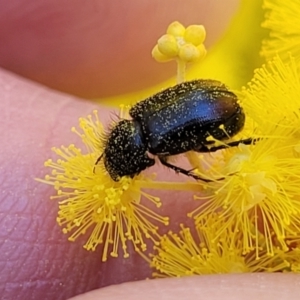 Heteronyx sp. (genus) at O'Connor, ACT - 20 Sep 2022