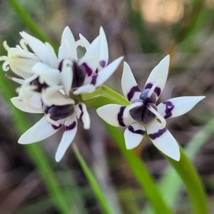 Wurmbea dioica subsp. dioica at O'Connor, ACT - 20 Sep 2022