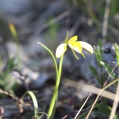 Diuris chryseopsis (Golden Moth) at Tralee, NSW - 20 Sep 2022 by jamesjonklaas