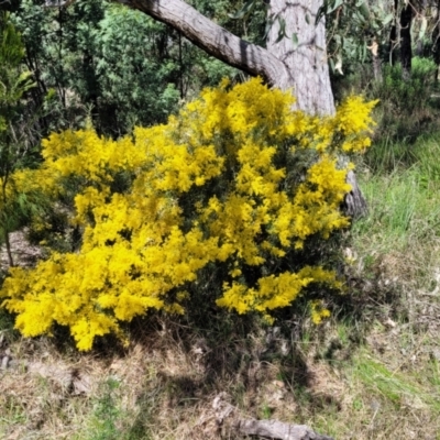Acacia boormanii (Snowy River Wattle) at O'Connor, ACT - 20 Sep 2022 by trevorpreston