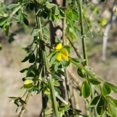 Genista monspessulana (Cape Broom, Montpellier Broom) at Theodore, ACT - 20 Sep 2022 by VeraKurz