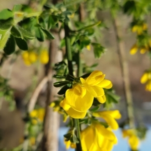 Genista monspessulana at Theodore, ACT - 20 Sep 2022 03:06 PM