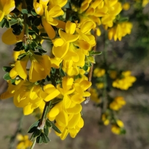 Genista monspessulana at Theodore, ACT - 20 Sep 2022 03:06 PM