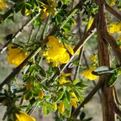 Genista monspessulana at Theodore, ACT - 20 Sep 2022 03:06 PM