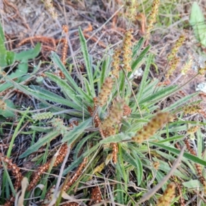 Plantago gaudichaudii at Isaacs, ACT - 20 Sep 2022