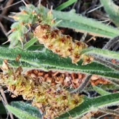 Plantago gaudichaudii at Isaacs, ACT - 20 Sep 2022